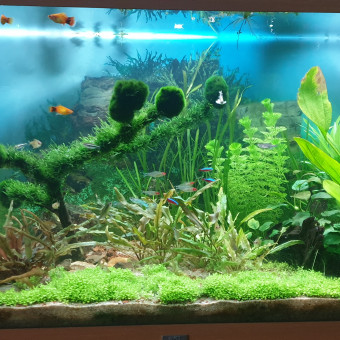 aquariophile martinik