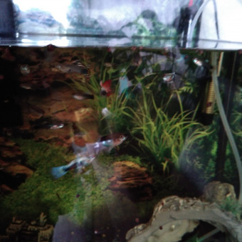 aquariophile beatrice