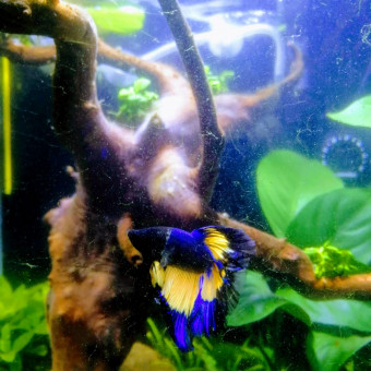 aquariophile Virigiloup