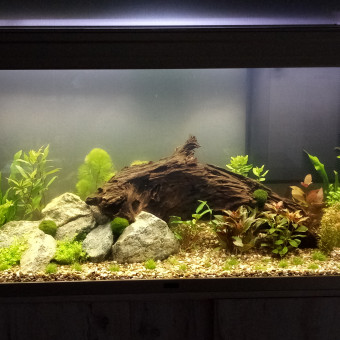 aquariophile jajabinn