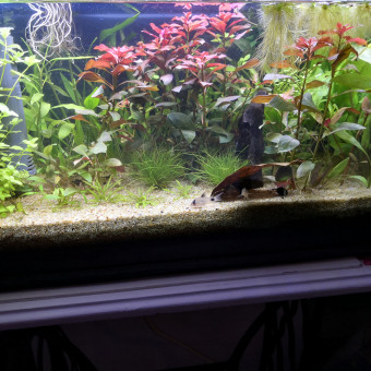 aquariophile Orchidee