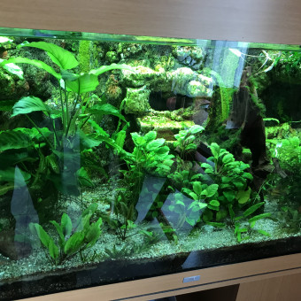 aquariophile Beldame