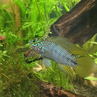 aquariophile Leeloo20oo