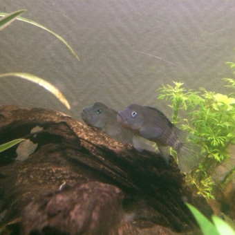 aquariophile Aimlamusic