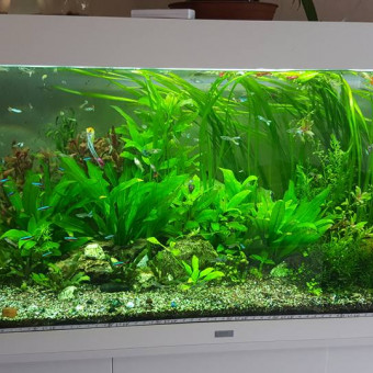 aquariophile aurelien-peru