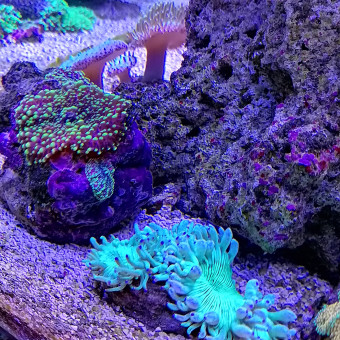 aquariophile micka900