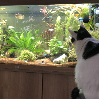 aquariophile Joker75