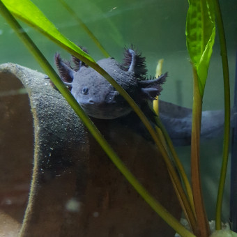 aquariophile Martin
