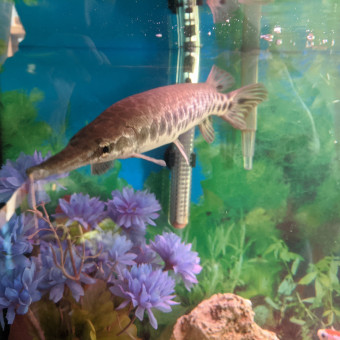 aquariophile Tom05