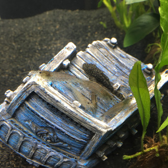 aquariophile Symphoniie