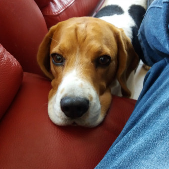 aquariophile labeox46