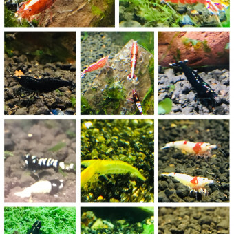 aquariophile mehdi-medail