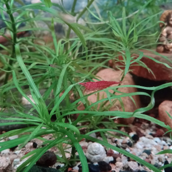 aquariophile erve-vincent-yavi