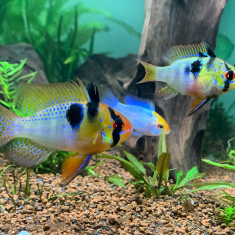 aquariophile JordAqua