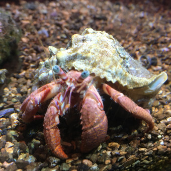 aquariophile Magali