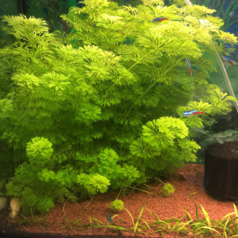 aquariophile alexiachanel