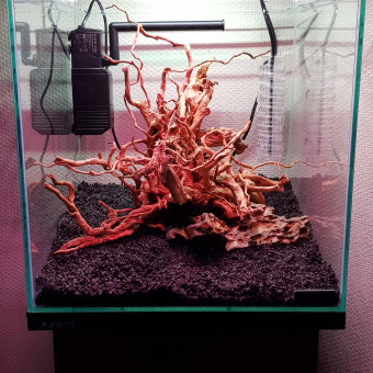 aquariophile Lekileki