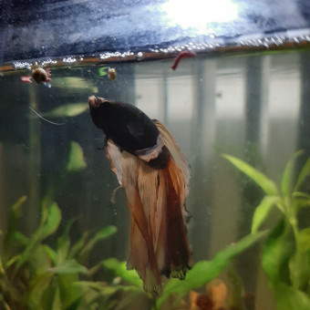 aquariophile Flonelle