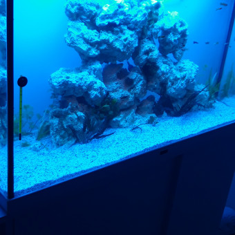 aquariophile jordan-jordan-arnut