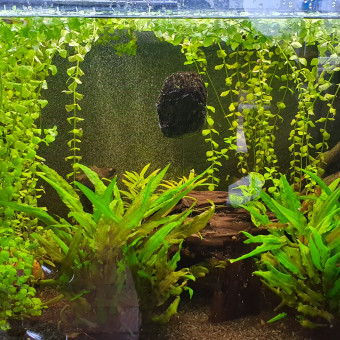 aquariophile Kiki009