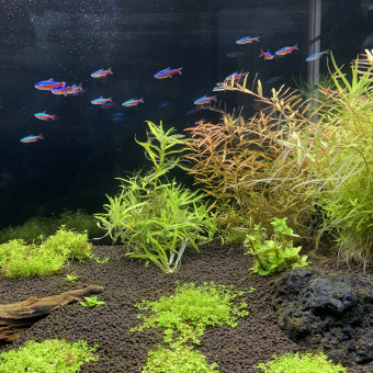 aquariophile gaetarm