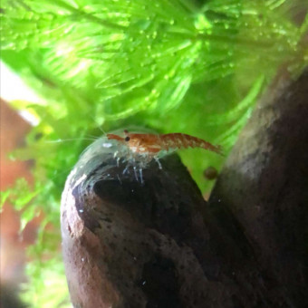 aquariophile Adrienbgd