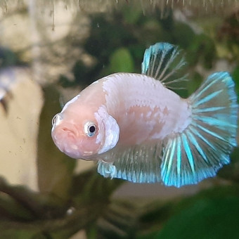 aquariophile Lucie22