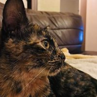 aquariophile solangelem