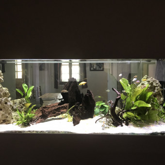 aquariophile sebastien-lefebvre