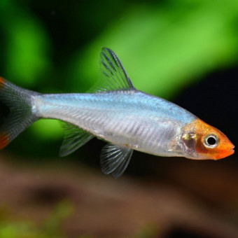 aquariophile legeek