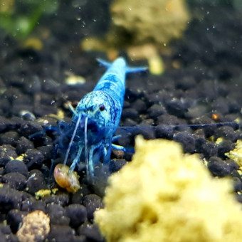 aquariophile AlexandreShrimps