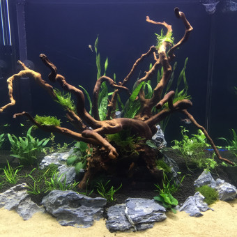 aquariophile Breizhnono