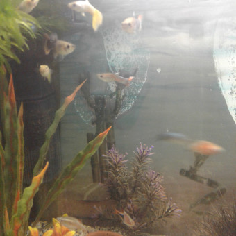 aquariophile Titicrole
