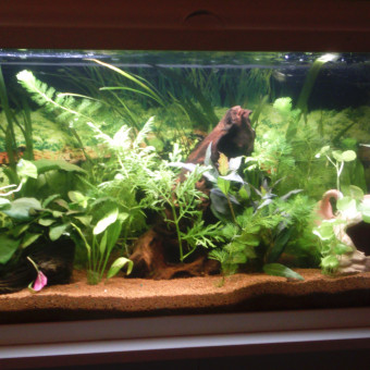 aquariophile JulienZou