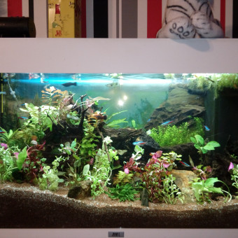 aquariophile scorpion-91270