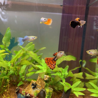 aquariophile Julia77