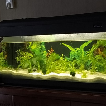 aquariophile emi-lie