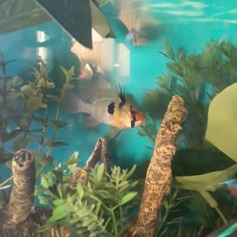 aquariophile christopher-corvez