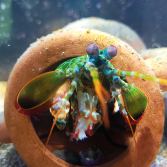 aquariophile Fish666