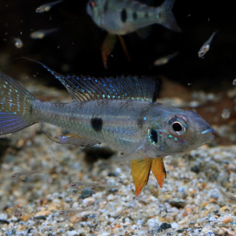 aquariophile Lapika