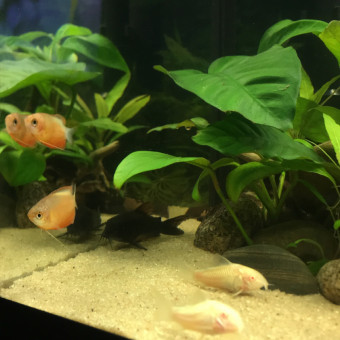 aquariophile marina-hurst