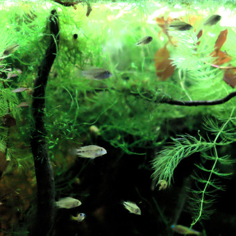 aquariophile OneStep