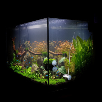 aquariophile aquadave