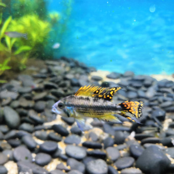 aquariophile Chatterbox