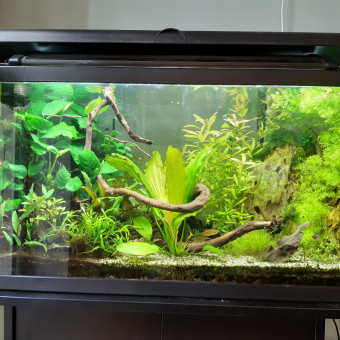 aquariophile Echinodorus