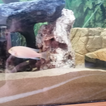 aquariophile Aurelien37600