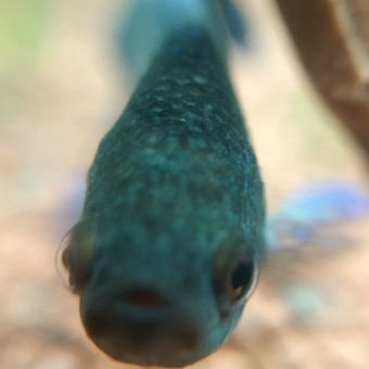 aquariophile Nainnouch