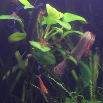 aquariophile KroHunter