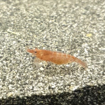 aquariophile nathalie-garnier