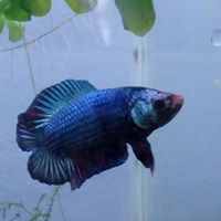 aquariophile ad-betta